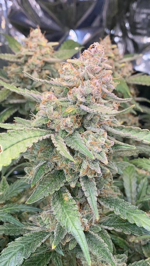 Diablos Delight Auto (SweetSeeds). Week 13