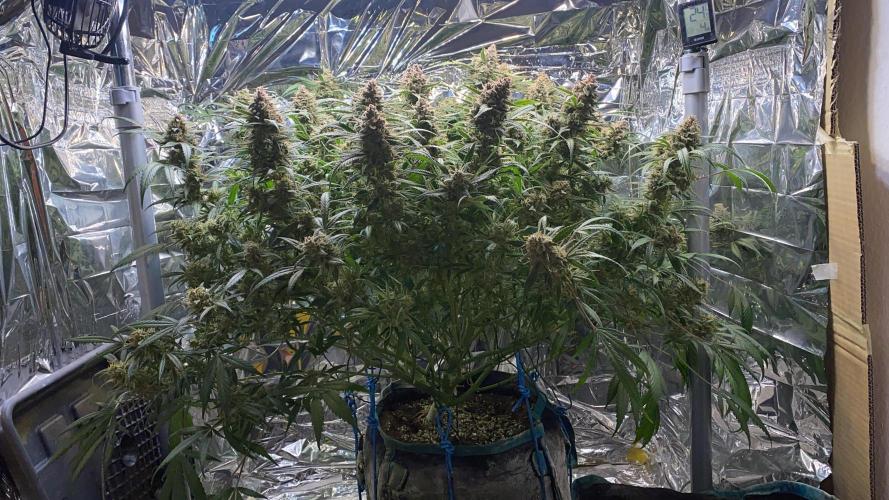 Diablos Delight Auto (SweetSeeds). Week 13