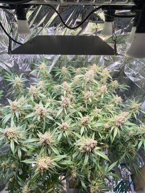 Diablos Delight Auto (SweetSeeds). Week 13