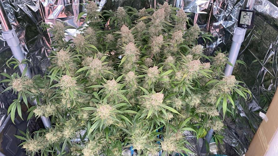 Diablos Delight Auto (SweetSeeds). Week 14