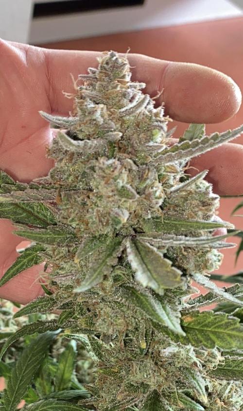 Diablos Delight Auto (SweetSeeds). Week 14