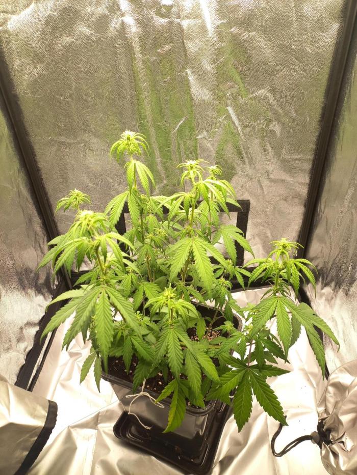 Amnesia Haze Auto - First indoor grow. Week 5