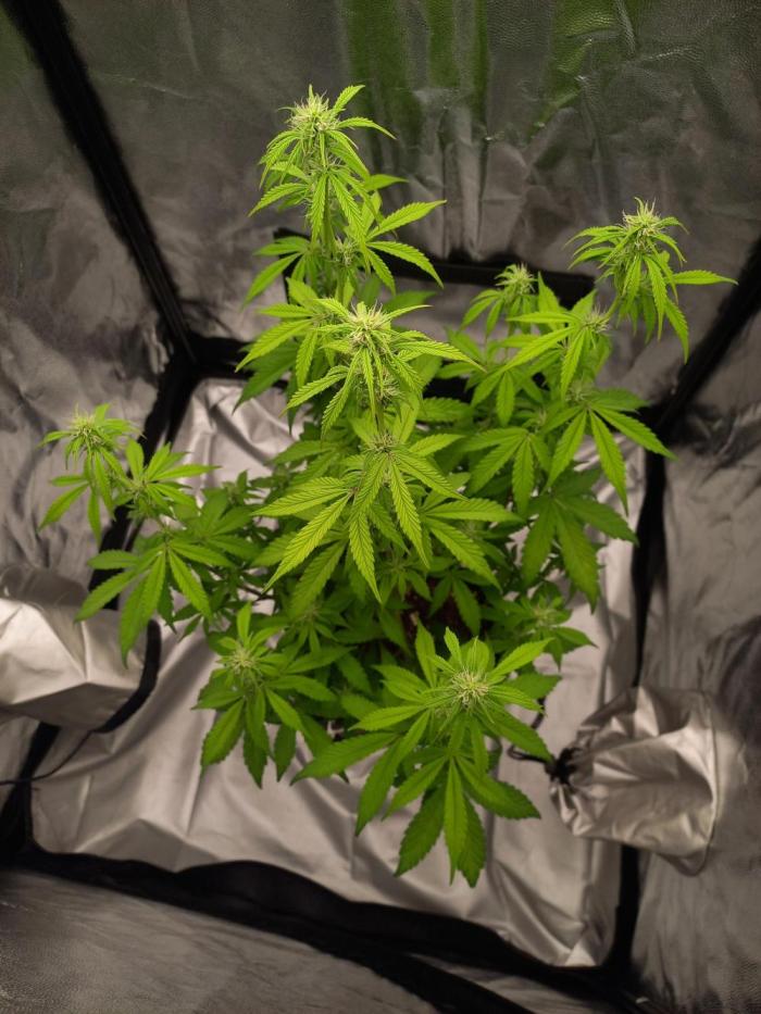 Amnesia Haze Auto - First indoor grow. Week 6