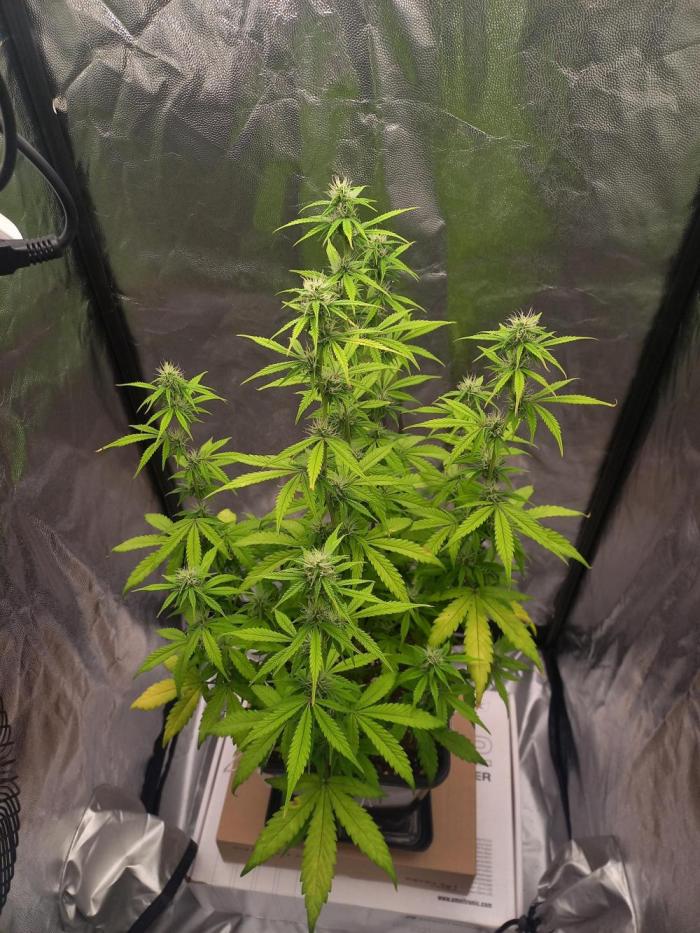 Amnesia Haze Auto - First indoor grow. Week 7