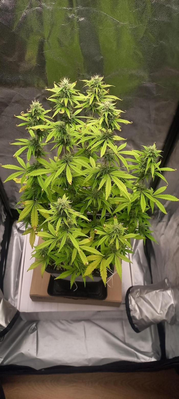 Amnesia Haze Auto - First indoor grow. Week 8