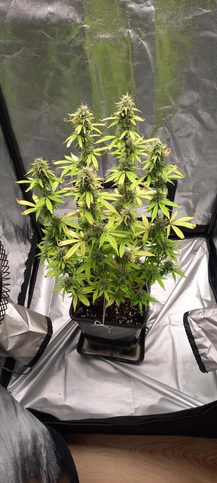 Amnesia Haze Auto - First indoor grow. Week 9