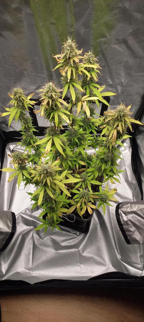 Amnesia Haze Auto - First indoor grow. Week 10