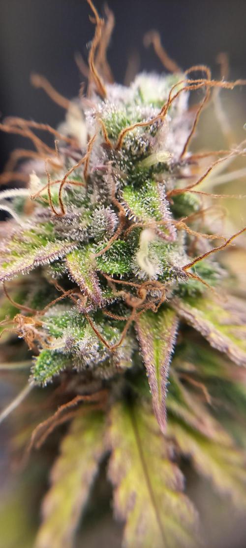 Amnesia Haze Auto - First indoor grow. Week 10