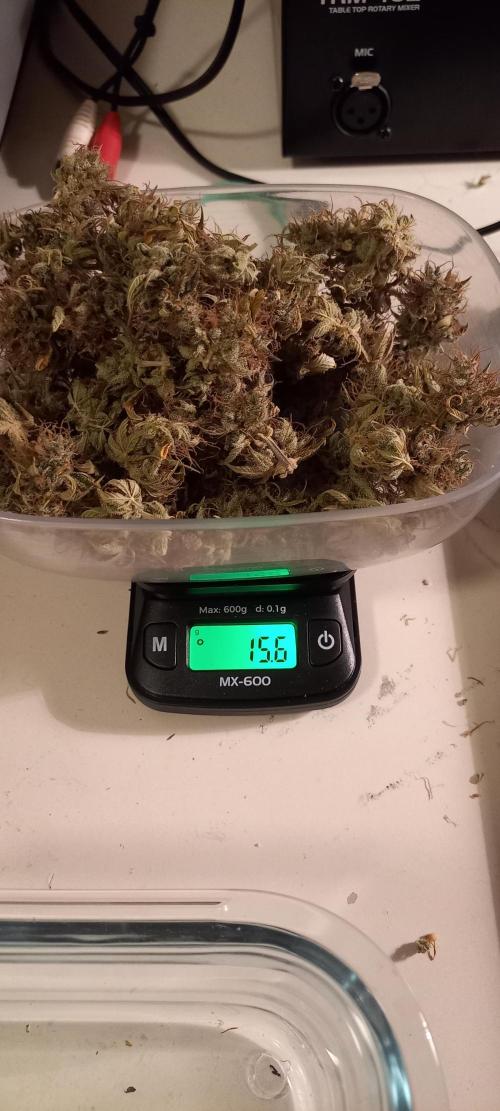 Amnesia Haze Auto - First indoor grow. Week 11