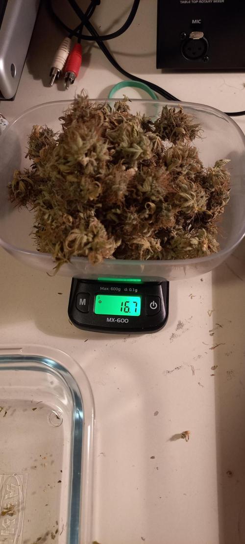 Amnesia Haze Auto - First indoor grow. Week 11