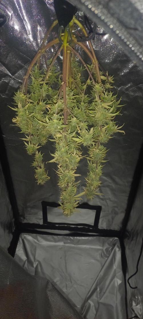 Amnesia Haze Auto - First indoor grow. Week 11