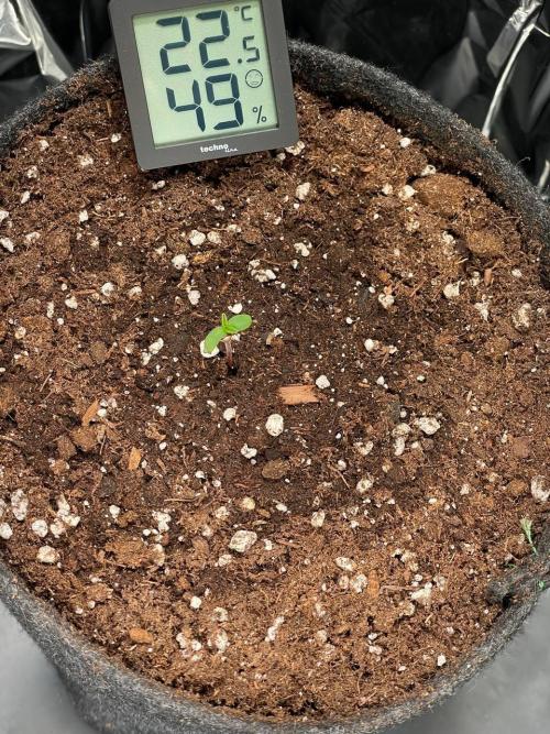 Spacebucket-Grow #2 (Purple Punch). Week 0