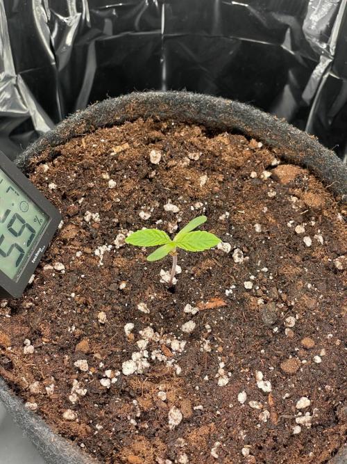 Spacebucket-Grow #2 (Purple Punch). Week 0