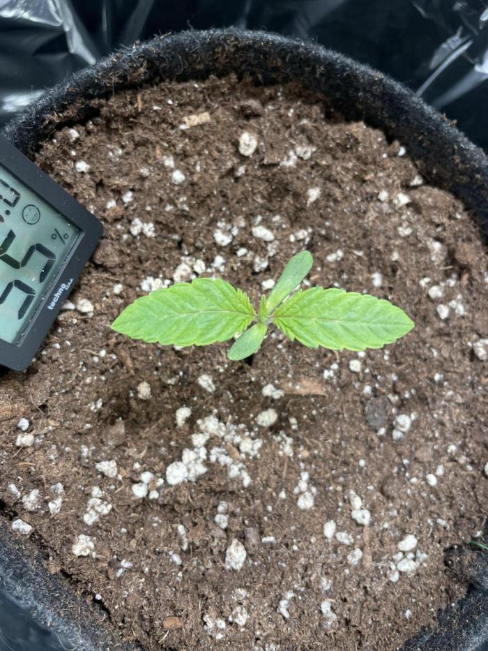 Spacebucket-Grow #2 (Purple Punch). Week 1