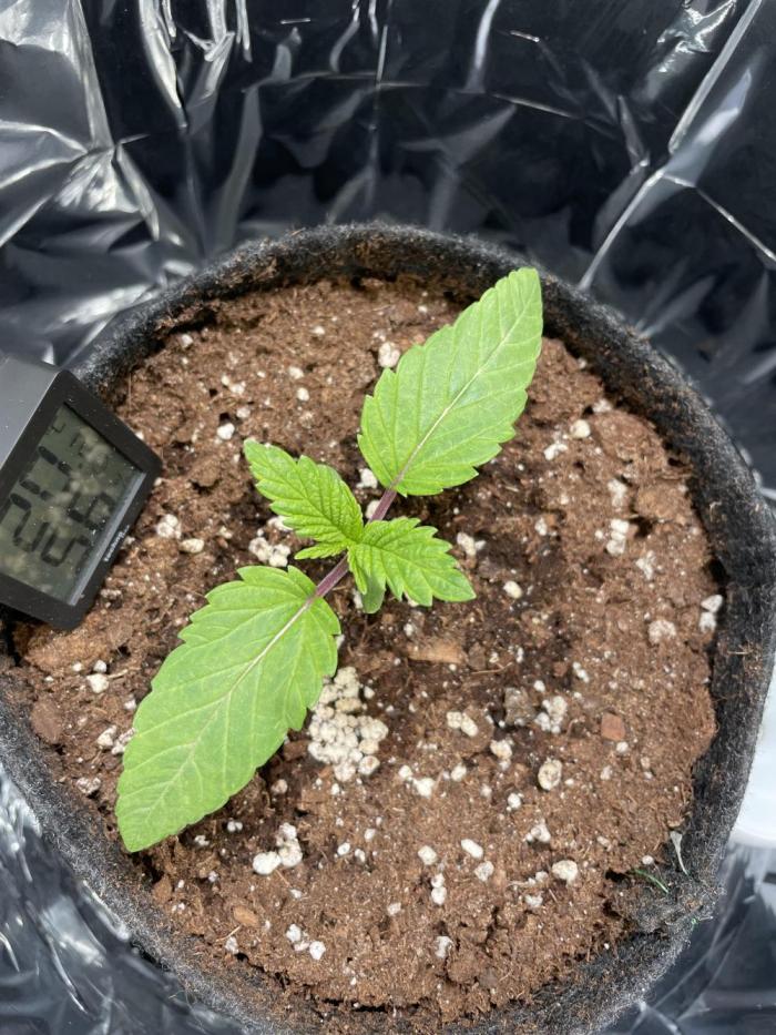 Spacebucket-Grow #2 (Purple Punch). Week 2