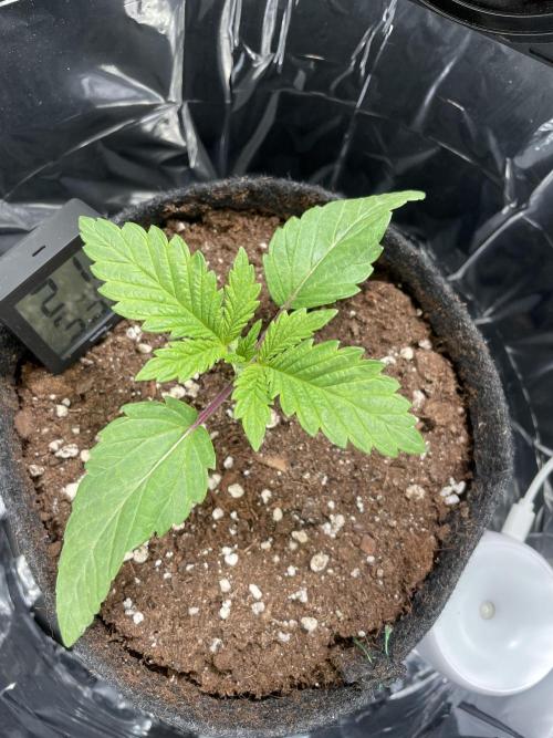 Spacebucket-Grow #2 (Purple Punch). Week 3
