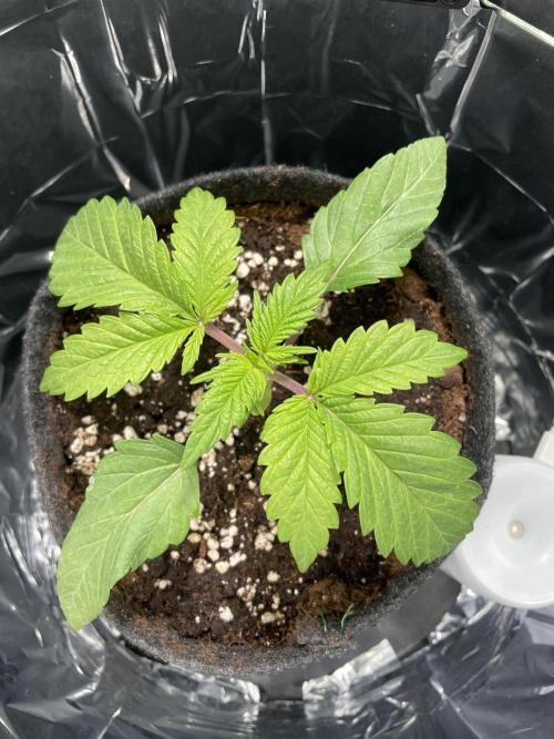 Spacebucket-Grow #2 (Purple Punch). Week 3