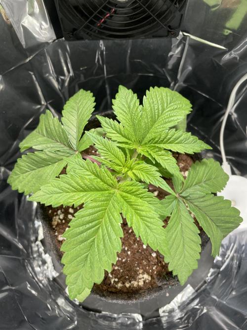 Spacebucket-Grow #2 (Purple Punch). Week 4