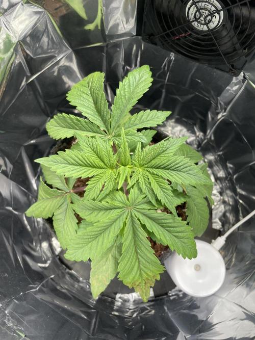 Spacebucket-Grow #2 (Purple Punch). Week 4