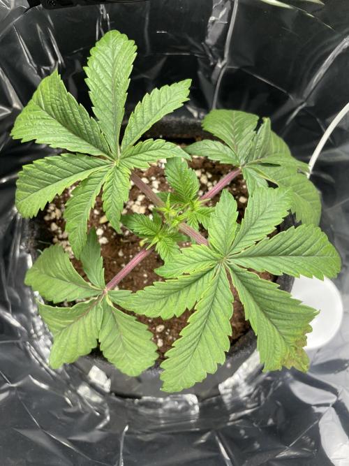 Spacebucket-Grow #2 (Purple Punch). Week 4 - topped