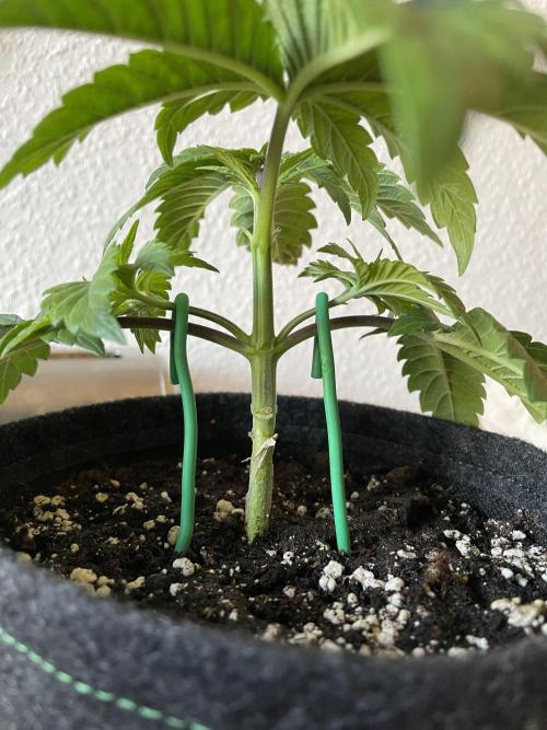 Spacebucket-Grow #2 (Purple Punch). Week 5