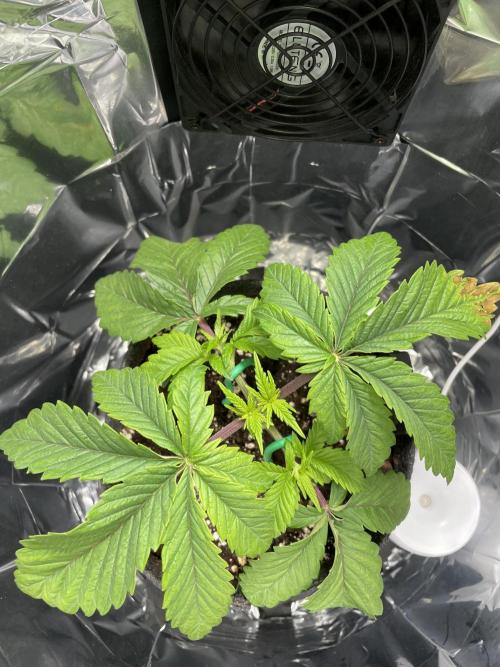 Spacebucket-Grow #2 (Purple Punch). Week 5