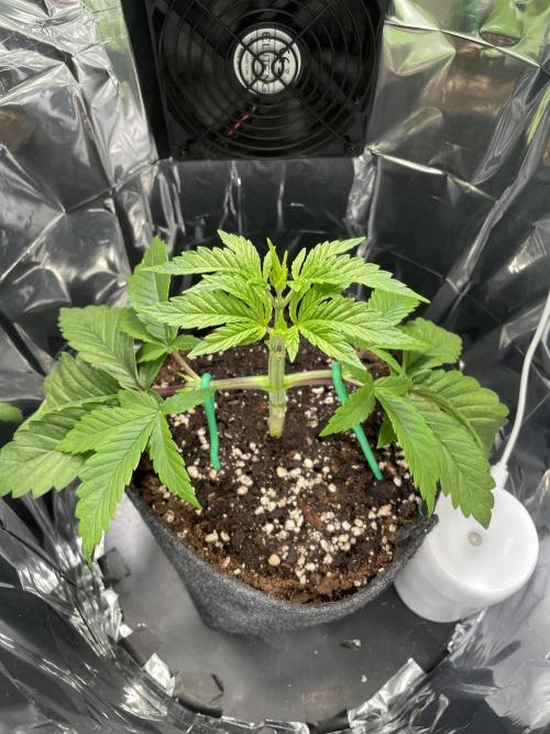 Spacebucket-Grow #2 (Purple Punch). Week 5