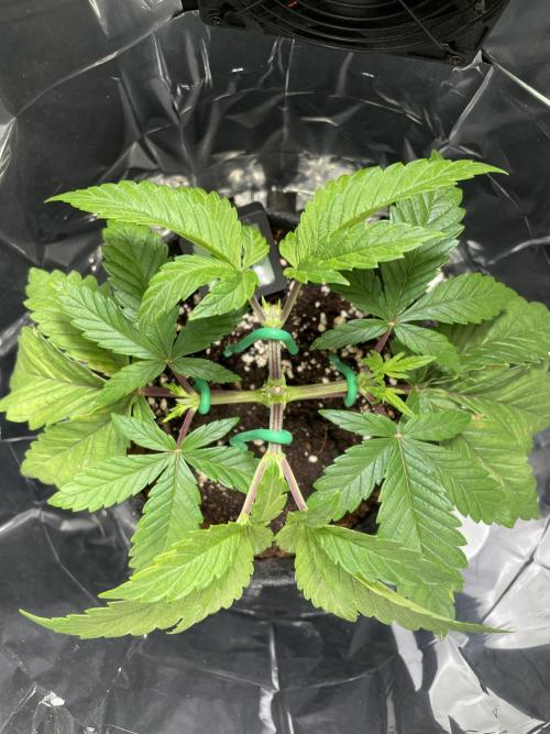 Spacebucket-Grow #2 (Purple Punch). Week 6