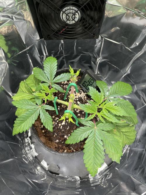 Spacebucket-Grow #2 (Purple Punch). Week 6