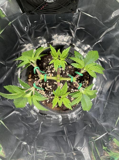 Spacebucket-Grow #2 (Purple Punch). Week 6