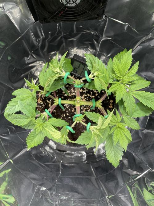 Spacebucket-Grow #2 (Purple Punch). Week 7