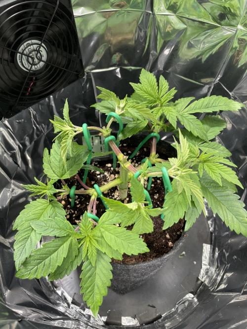 Spacebucket-Grow #2 (Purple Punch). Week 7