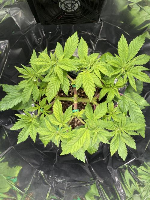 Spacebucket-Grow #2 (Purple Punch). Week 8