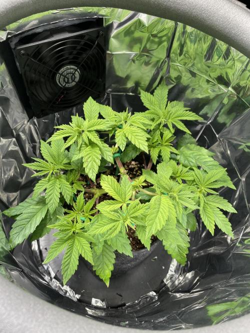 Spacebucket-Grow #2 (Purple Punch). Week 8