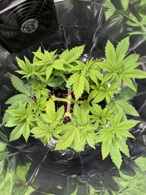 Spacebucket-Grow #2 (Purple Punch). Week 8