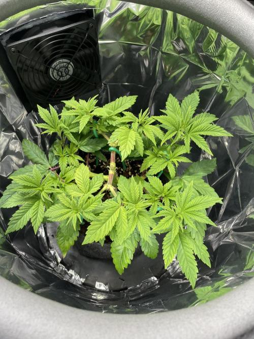 Spacebucket-Grow #2 (Purple Punch). Week 8