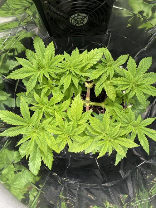 Spacebucket-Grow #2 (Purple Punch). Week 9