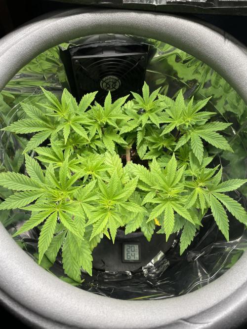 Spacebucket-Grow #2 (Purple Punch). Week 9