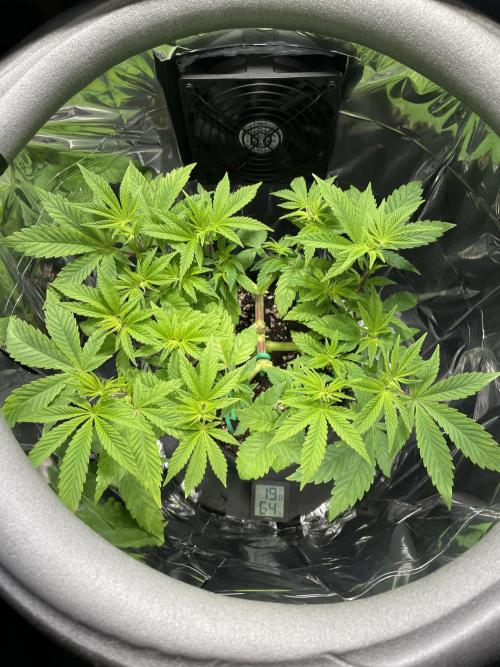 Spacebucket-Grow #2 (Purple Punch). Week 9