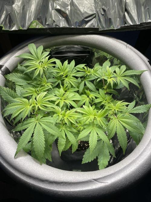 Spacebucket-Grow #2 (Purple Punch). Week 10