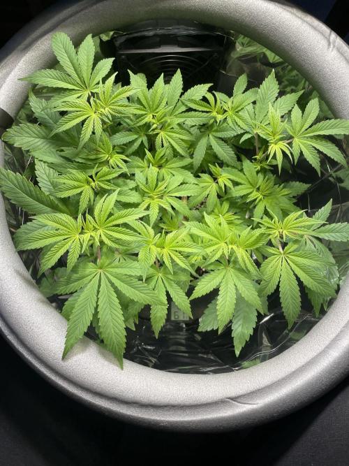 Spacebucket-Grow #2 (Purple Punch). Week 10