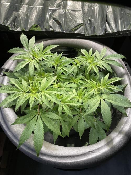 Spacebucket-Grow #2 (Purple Punch). Week 10