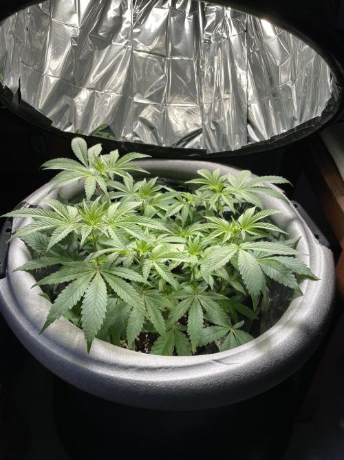 Spacebucket-Grow #2 (Purple Punch). Week 10