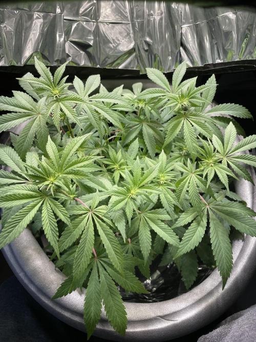 Spacebucket-Grow #2 (Purple Punch). Week 11