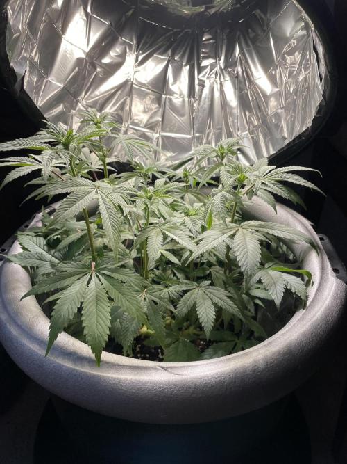Spacebucket-Grow #2 (Purple Punch). Week 11