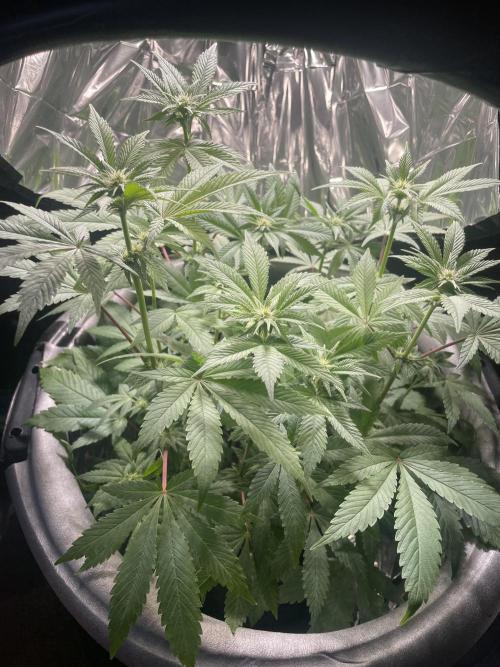 Spacebucket-Grow #2 (Purple Punch). Week 11