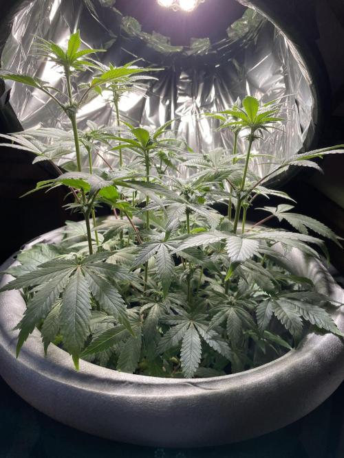Spacebucket-Grow #2 (Purple Punch). Week 11