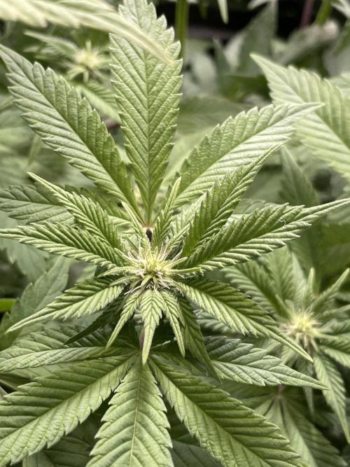 Spacebucket-Grow #2 (Purple Punch). Week 11