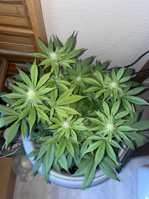 Spacebucket-Grow #2 (Purple Punch). Week 12