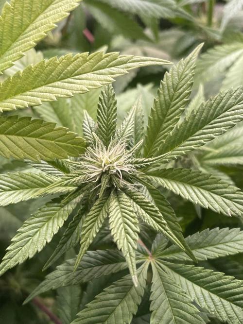Spacebucket-Grow #2 (Purple Punch). Week 12